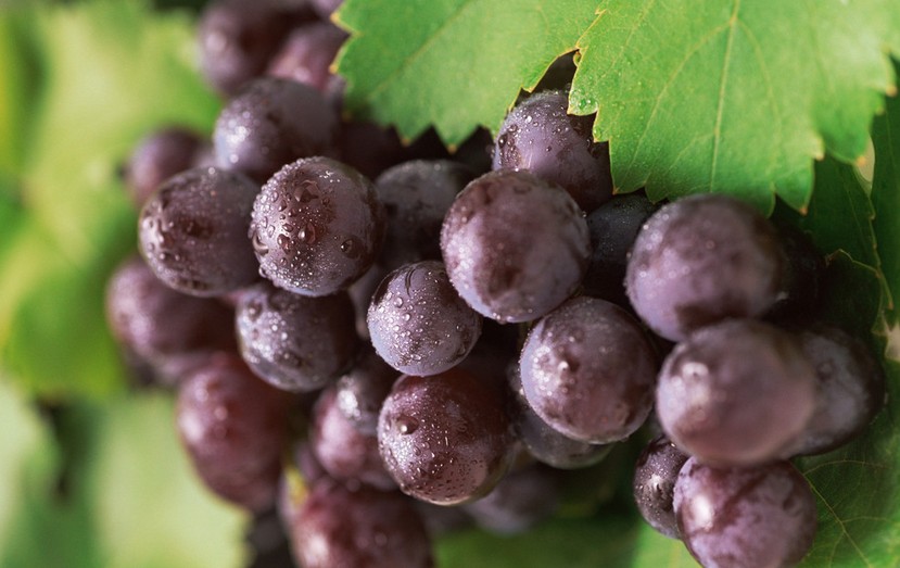 “葡萄美酒夜光杯”，敦煌陽(yáng)關(guān)葡萄最甜美