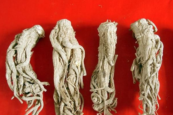 平?jīng)鎏禺a——獨活