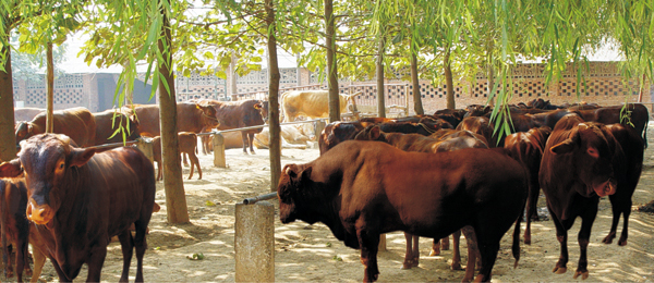 平?jīng)鎏禺a——紅牛