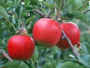 平?jīng)鎏禺a——金果