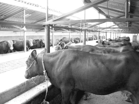 產(chǎn)業(yè)發(fā)展看平?jīng)觥捌經(jīng)黾t?！眽?nèi)開花墻外紅