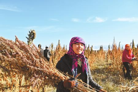 藜麥香飄新家園——天?？h易地扶貧搬遷工作掠影