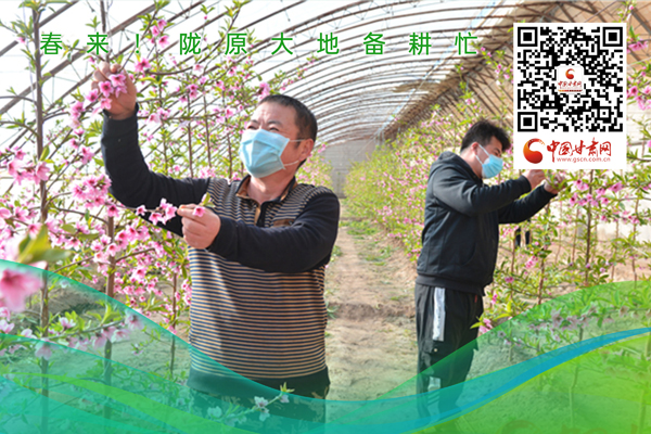 海報(bào)丨春來！隴原大地春耕忙