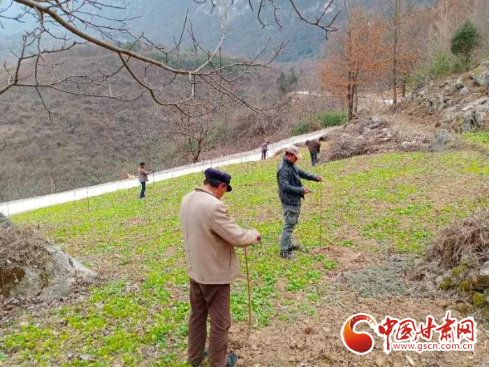 【甘肅全民戰(zhàn)“疫”】戰(zhàn)“疫”中，隴南稻坪的春天