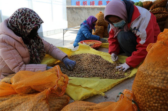 了不起！甘肅定西馬鈴薯良種出口7個國家