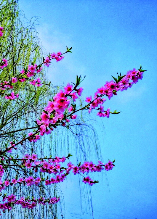 銅城桃花嫵媚綻放！君莫宅家辜負(fù)春光美景