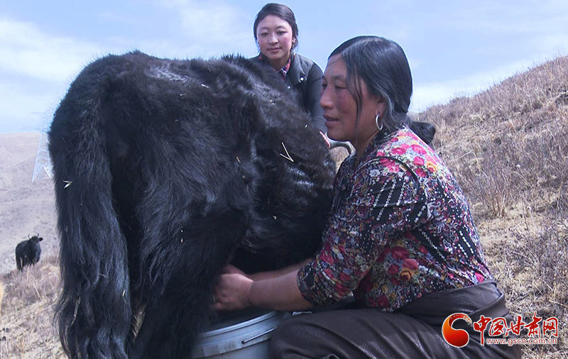 甘肅合作：高原上盛開了一朵美麗的“格?；ā保▓D）