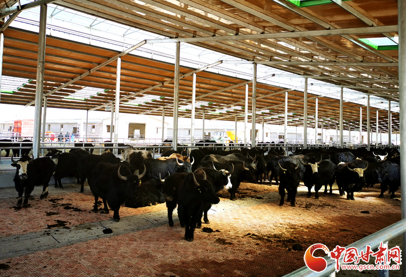 【甘肅省決戰(zhàn)決勝脫貧攻堅(jiān)】農(nóng)牧結(jié)合養(yǎng)起“脫貧?！?產(chǎn)業(yè)增效共唱“致富歌”