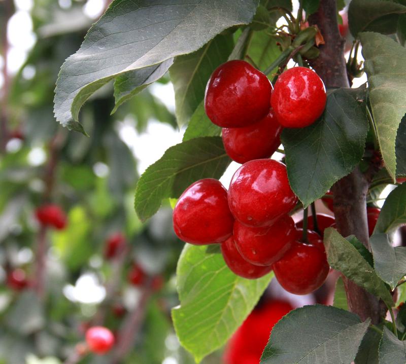 趕緊約起來(lái)！民勤紅旗谷櫻桃采摘園開(kāi)園啦！