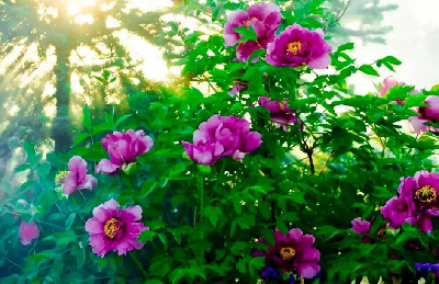 【“甘味”故事】“百花王”駕到！國色傾城正當(dāng)時(shí)