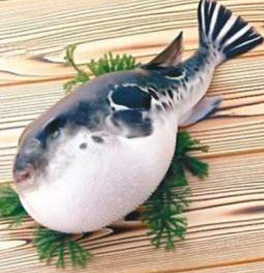 蘭州市市場監(jiān)督管理局發(fā)布通告禁止違法加工、經(jīng)營河豚魚