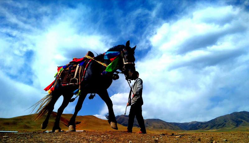 好消息！天祝被命名為“中國高原走馬之鄉(xiāng)”
