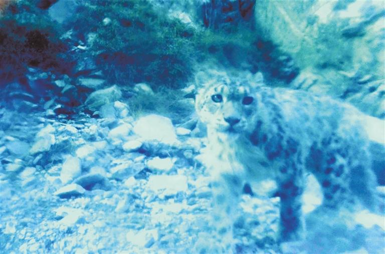 發(fā)現(xiàn)多種珍稀野生動物“現(xiàn)身”甘肅安南壩