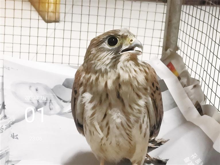 張掖高臺縣救助放飛一只國家二級重點(diǎn)保護(hù)野生動(dòng)物紅隼