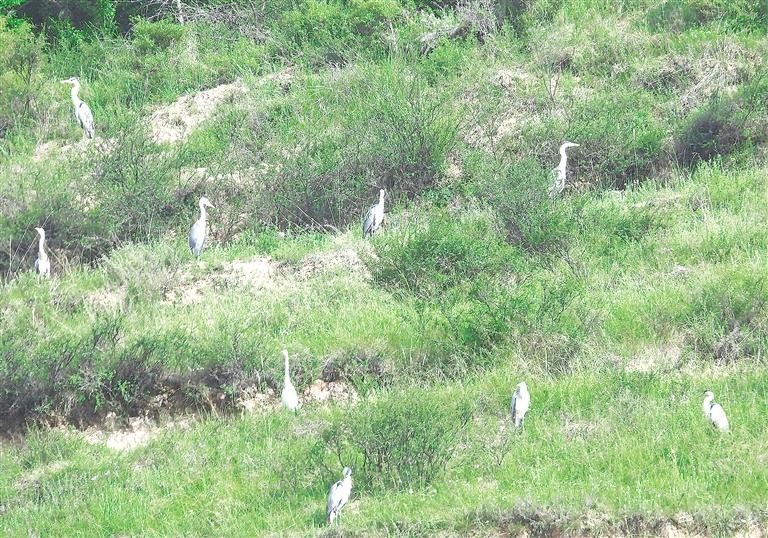 臨夏州康樂縣加強生態(tài)保護(hù)開展愛鳥護(hù)鳥活動