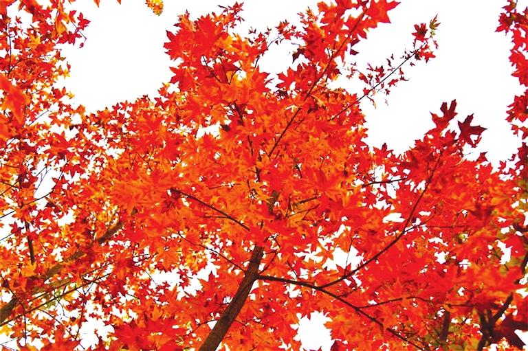 出彩啦！蘭州高校秋景驚艷來襲，快到秋日調(diào)色盤里pick你的母校