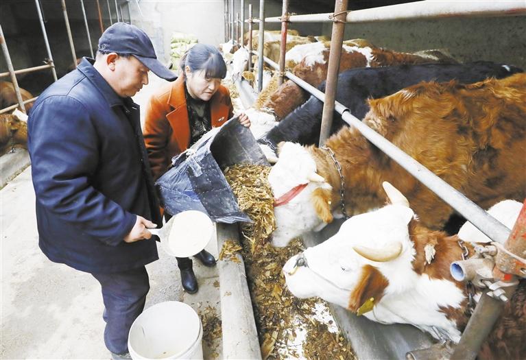 我和我的家鄉(xiāng)丨定西臨洮縣黨家墩村：“?！碑a(chǎn)業(yè)帶來(lái)“?！比兆?>
        </a><em>我和我的家鄉(xiāng)丨定西臨洮縣黨家墩村：“牛”產(chǎn)業(yè)帶來(lái)“?！比兆?/em></li>
    <li><a  target=