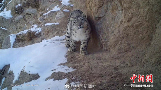 精靈漫步！甘肅阿克塞祁連山深處現(xiàn)雪豹身影