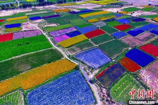 甘肅酒泉：除了天時(shí)地利，還有一“種”力