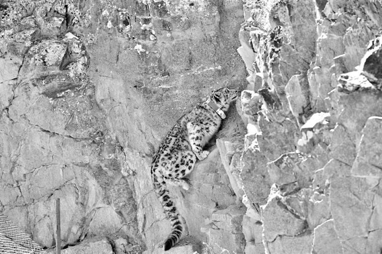 首例！肅北鹽池灣保護區(qū)一只雪豹被戴上定位項圈