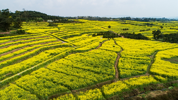千余畝油菜花盛開。廖濤 攝