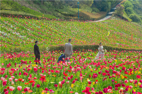 花海間，拍上一組美美的婚紗照。羅云希 攝