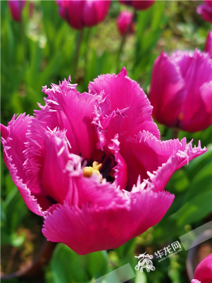 特色郁金香品種，花邊呈鋸齒狀。華龍網(wǎng)—新重慶客戶端記者 舒婷 攝