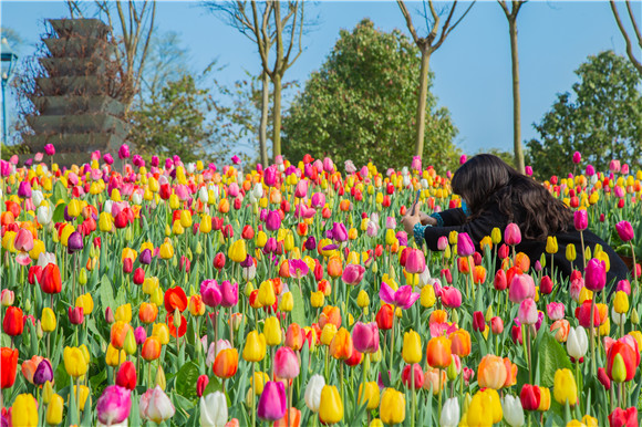 五顏六色郁金香花海。羅云希 攝