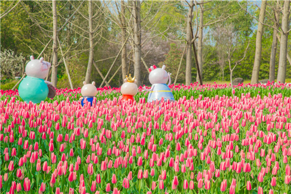長壽湖郁金香次第開放。羅云希 攝