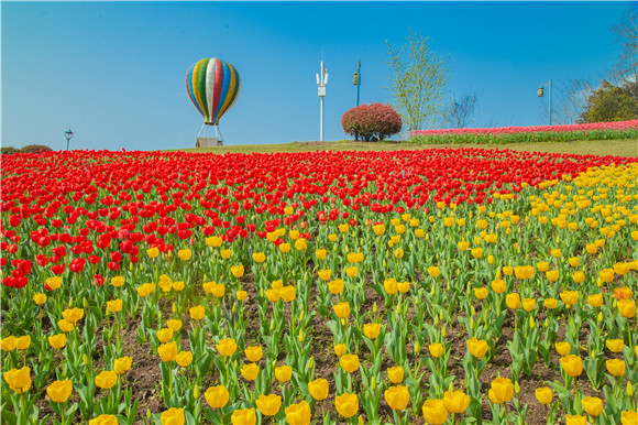 長壽湖郁金香開得正好。羅云希 攝