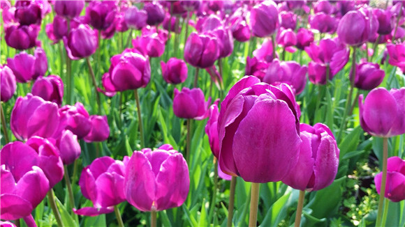 紫色郁金香。華龍網(wǎng)—新重慶客戶端袁舒含 攝