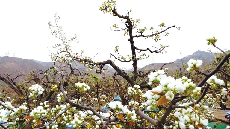 什川古梨園景區(qū)2021年旅游高峰期全攻略發(fā)布  城際公交開(kāi)通 可提前預(yù)約景區(qū)門票