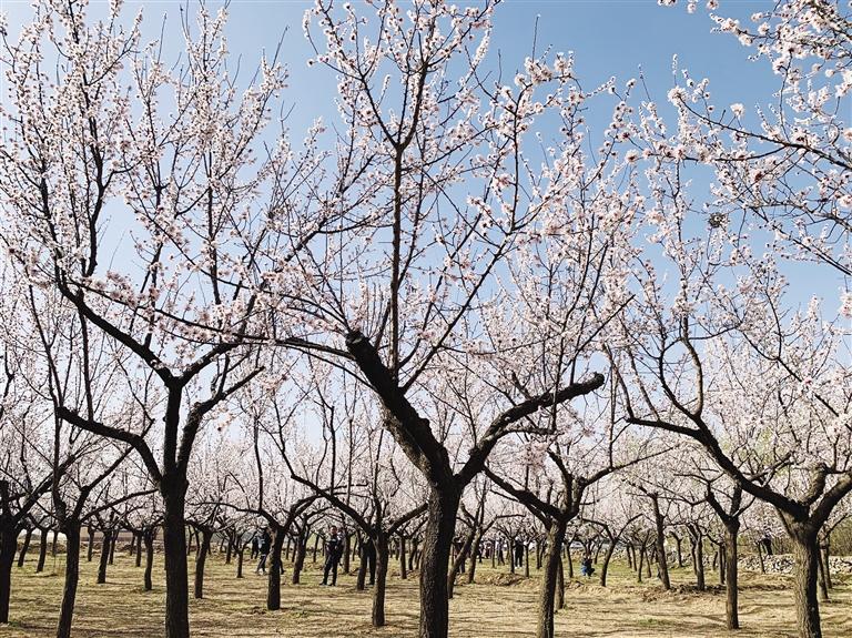 唐汪川的杏花開(kāi)了！周邊游再添好去處