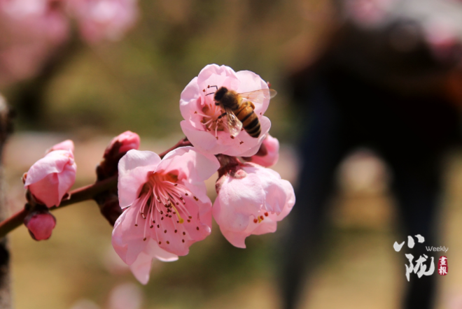 【小隴畫報·113期】最美人間四月天，灼灼桃花映秦安