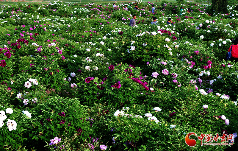 閱盡繁花盛景！定西文旅邀您共赴“紫斑牡丹”之約
