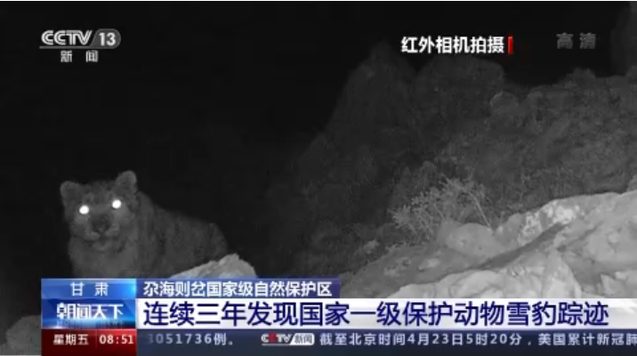 “大貓”出沒！甘肅尕海則岔保護區(qū)連續(xù)三年發(fā)現(xiàn)雪豹蹤跡