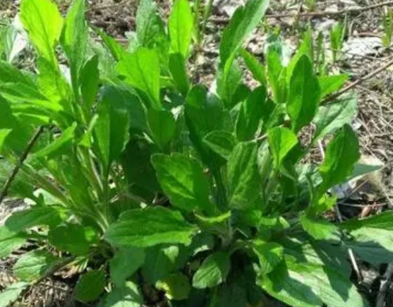 注意！路邊的野菜可不能亂采