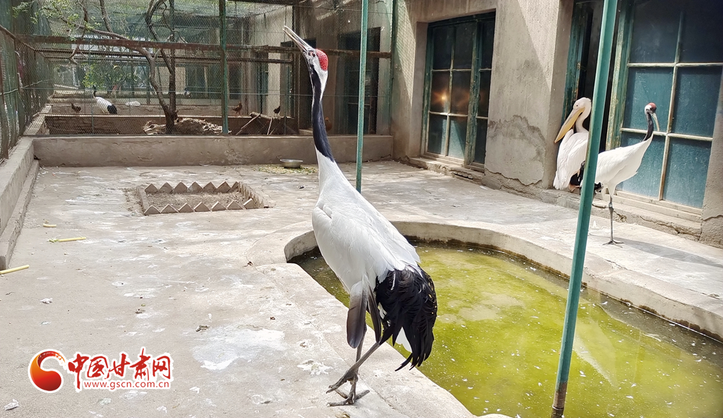 蘭州公安提醒市民：非緊急非必要，不出境