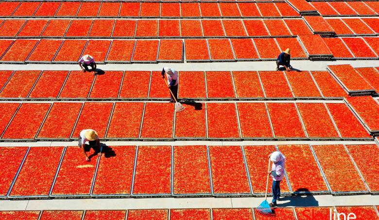 玉門(mén)枸杞帶來(lái)“紅”日子