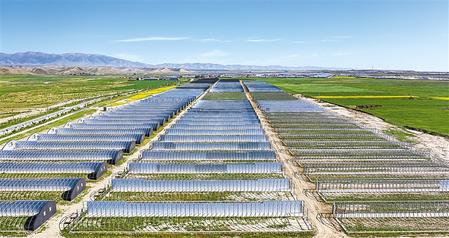 武威天?？h松山鎮(zhèn)德吉新村秀珍菇科技產(chǎn)業(yè)園初具規(guī)模