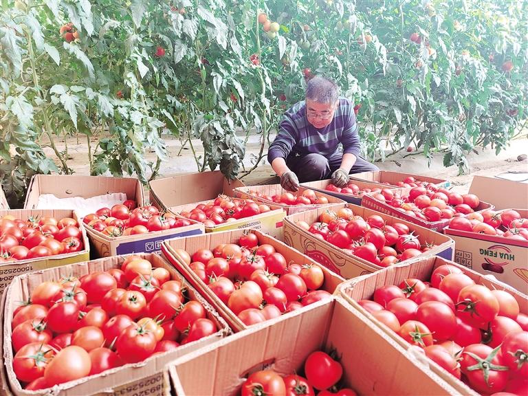 臨夏州臨夏縣土橋鎮(zhèn)一手抓疫情防控一手抓農業(yè)生產