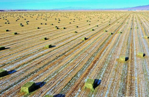 【“飛閱”中國(guó)】瞰！山丹馬場(chǎng)撒“青豆”