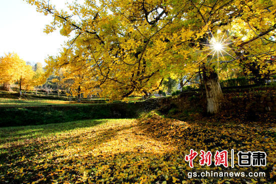 隴南徽縣銀杏樹(shù)最美的時(shí)候，當(dāng)屬每年的10月至11月。圖為樹(shù)葉已染黃的銀杏樹(shù)。張承榮 攝