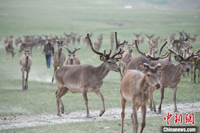 圖為肅南縣馬鹿養(yǎng)殖場內的鹿群?！钇G敏 攝