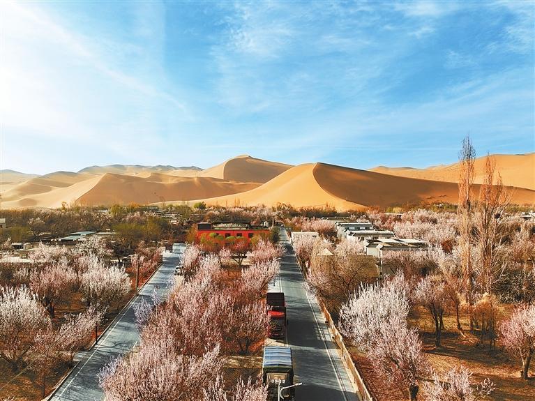 近日，敦煌鳴沙山下的李廣杏杏花陸續(xù)開放，美如畫卷。新甘肅·甘肅日報(bào)通訊員　張曉亮