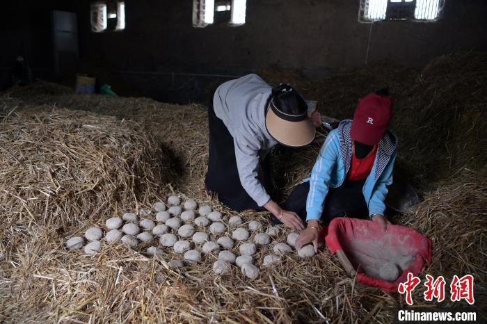 酒曲成型之后入曲房，入室之前要灑水，再鋪青稞草，防止曲塊的水分被吸走，曲房?jī)?nèi)有通風(fēng)道、窗戶(hù)、暖氣、電熱爐等各種控制曲房溫度的設(shè)備。圖為5月10日，工作人員將成型的曲塊搬運(yùn)到曲房。九美旦增　攝