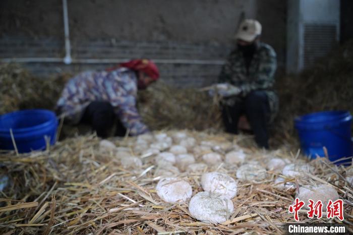 酒曲從曲坯入房培養(yǎng)到培養(yǎng)結(jié)束，整個(gè)培養(yǎng)周期控制在4至8天，曲坯的要求光滑，軟硬適宜，手按曲坯不松散，結(jié)實(shí)，薄厚一致。圖為5月10日，工作人員準(zhǔn)備將培養(yǎng)好的曲坯拿到外面晾曬。九美旦增　攝