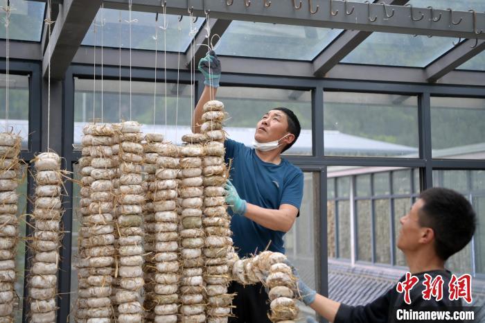 圖為5月10日，工作人員將用青稞面和青稞草等制成的曲坯用繩子串起來(lái)晾曬。九美旦增　攝