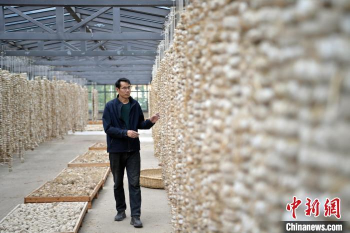 圖為5月10日，工作人員檢查晾曬的曲胚。九美旦增　攝