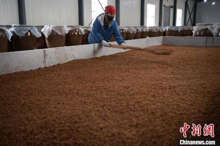 圖為5月10日，工作人員整理鋪撒的酒醅。九美旦增　攝